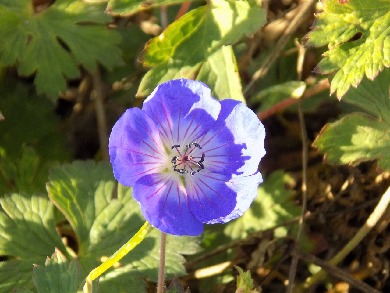 Image - cranesbill geraniaceae geranium