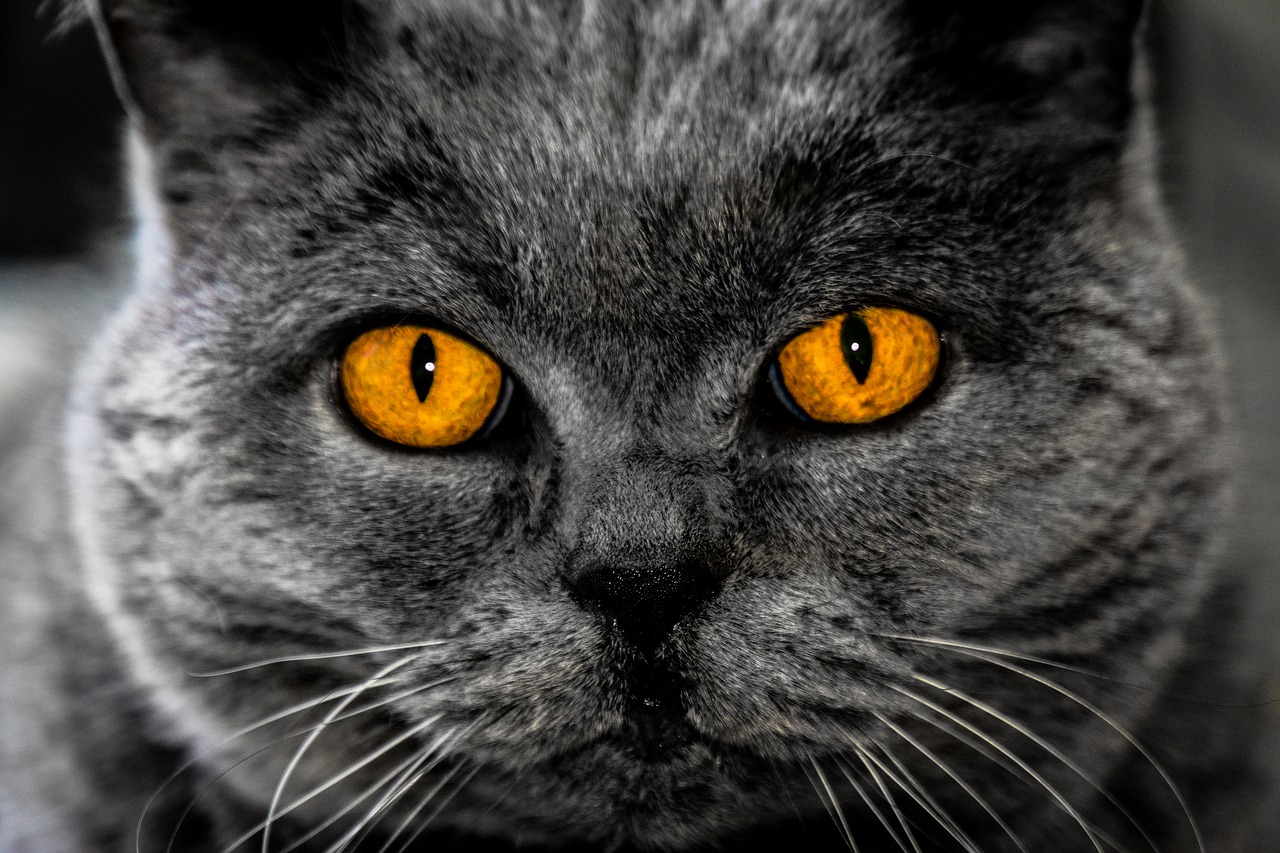Image - cat eyes background image hypnosis
