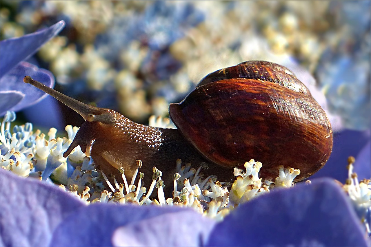 Image - animal mollusk snail land snail