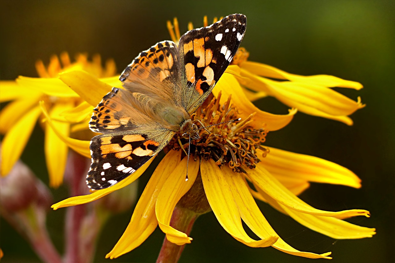 Image - animal insect butterfly