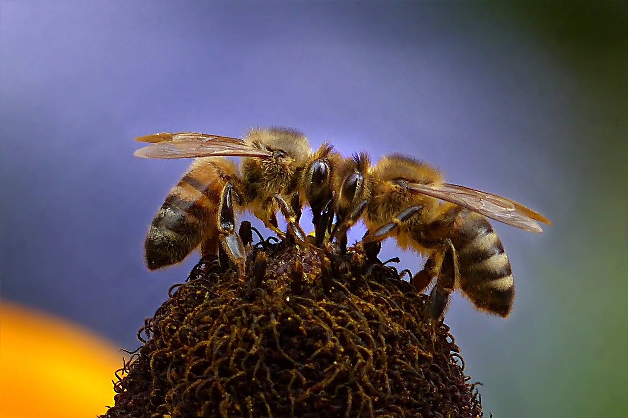 Image - animal insect bee honey bee apis