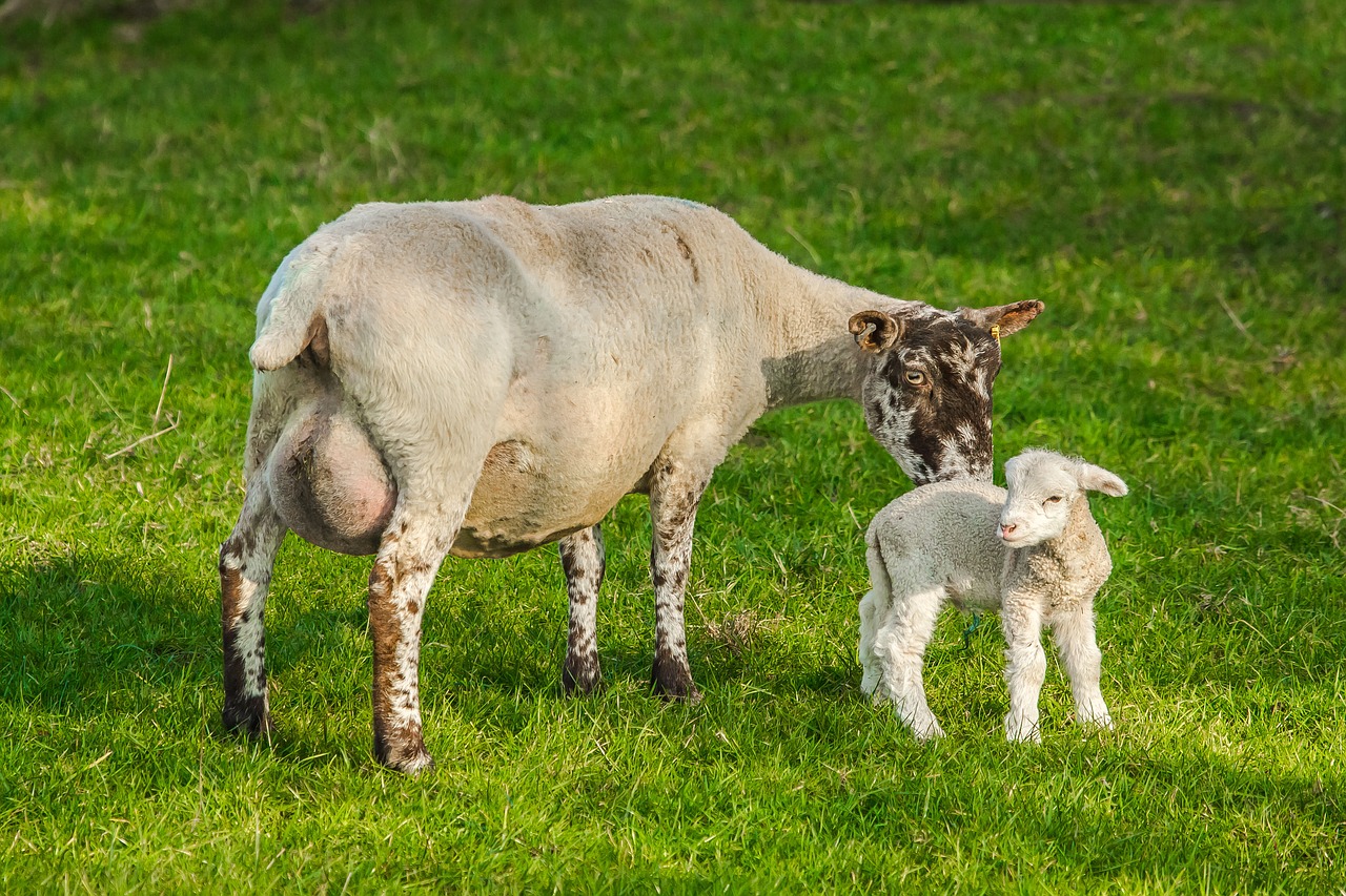 Image - sheep chick farm nature