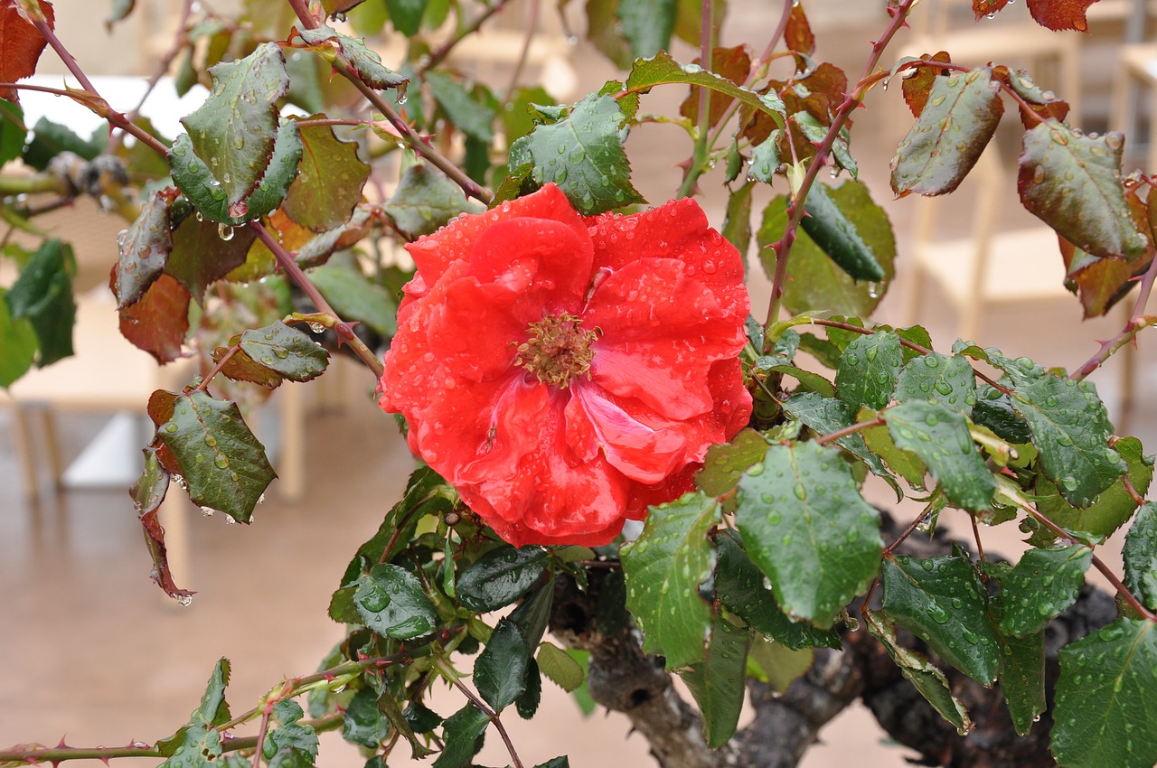 Image - red rose flower rain drops wet