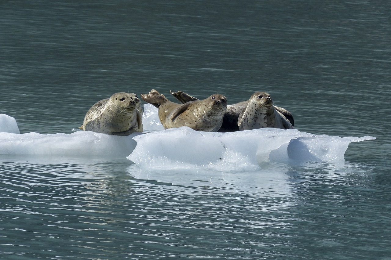 Image - seal mammal animal wildlife nature