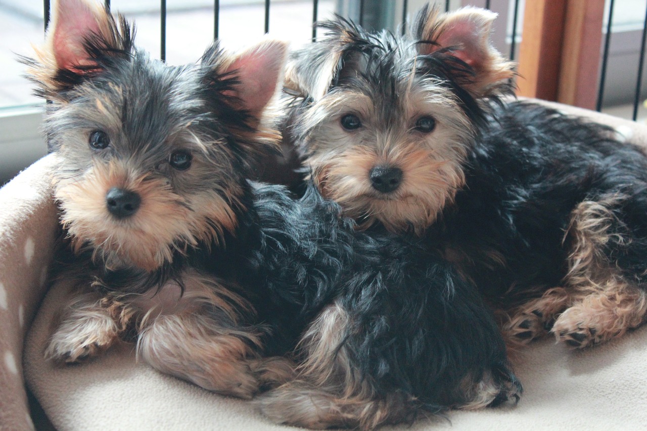 Image - yorkshire terrier puppy dog brothers