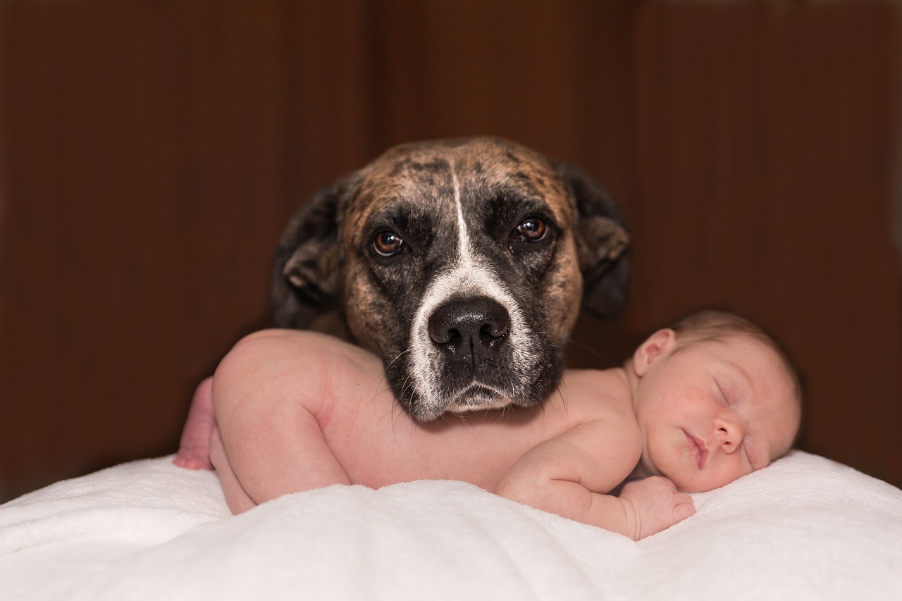 Image - dog baby animal small canine love