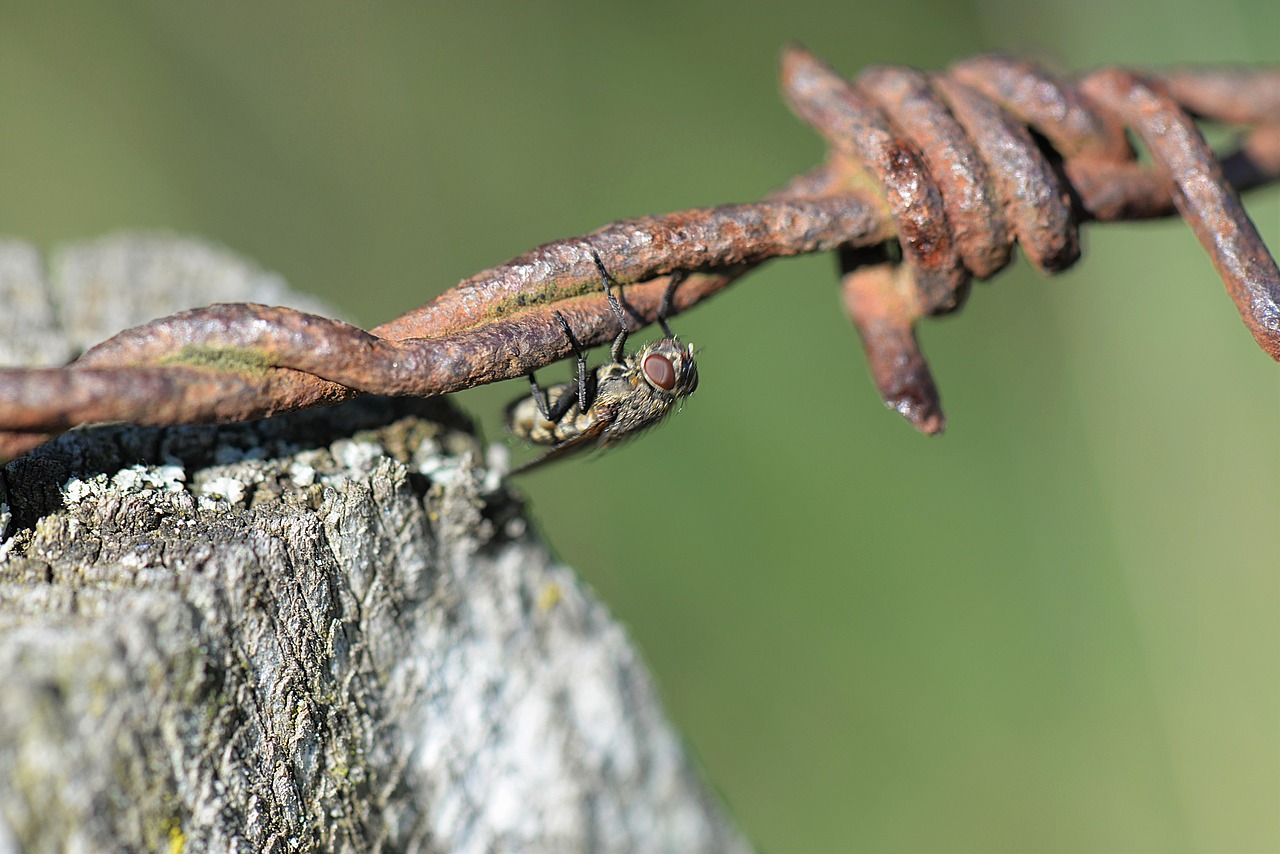 Image - fly barbed wire close rusty insect