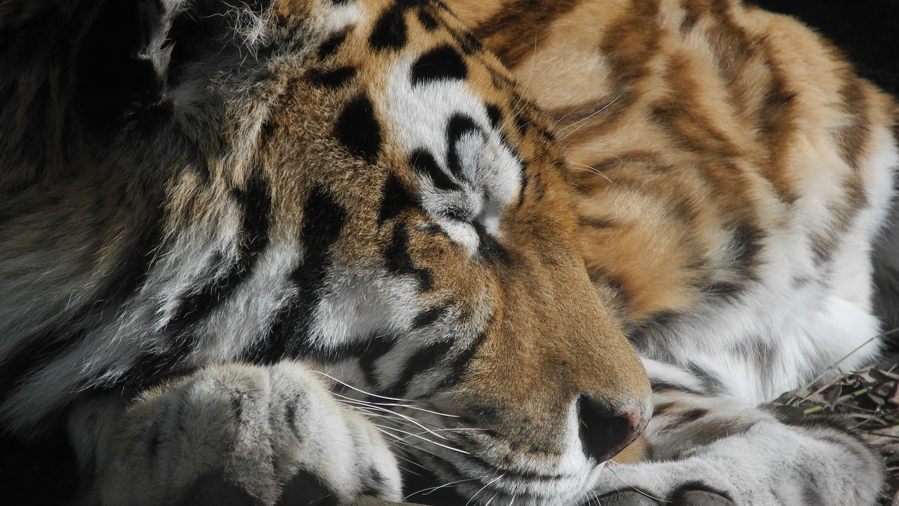 Image - cat tired zoo stripes tiger paw