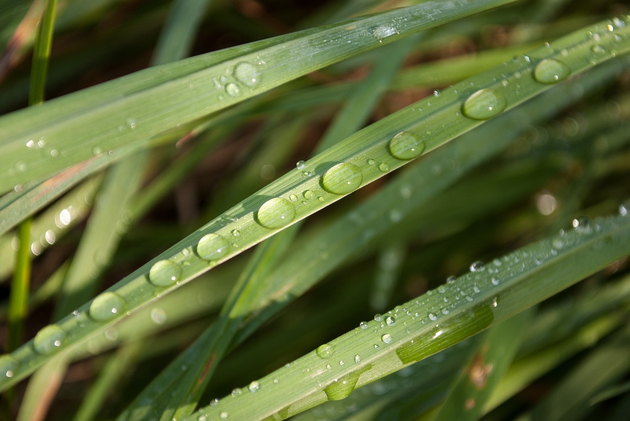 Image - dew foliage grass drop drops