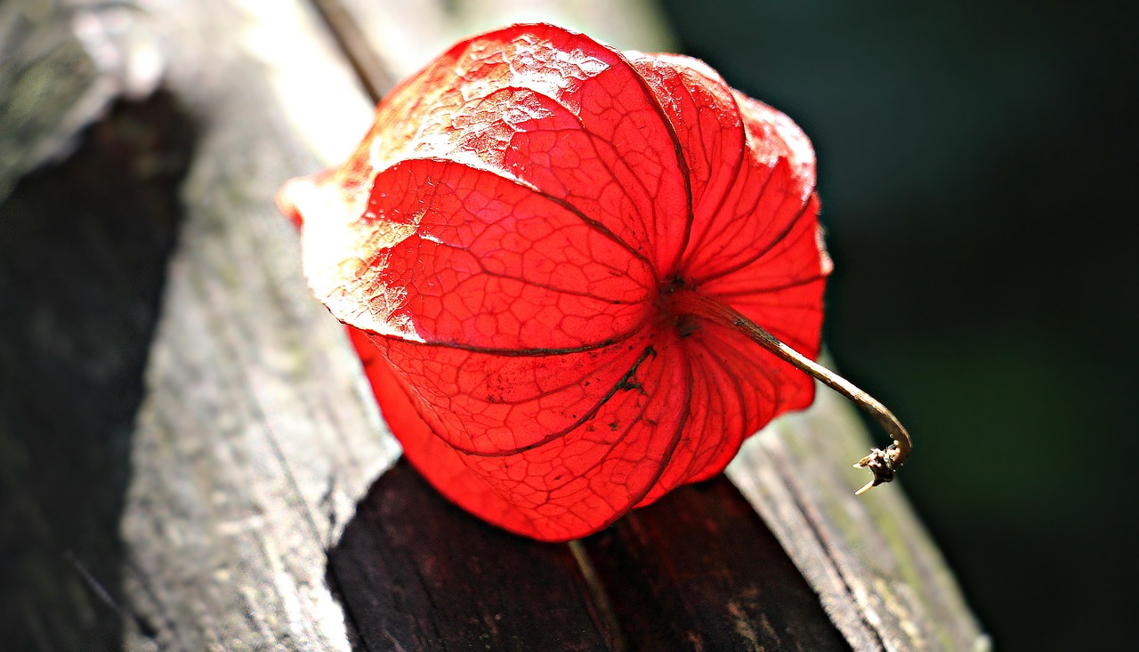 Image - lampionblume physalis alkekengi