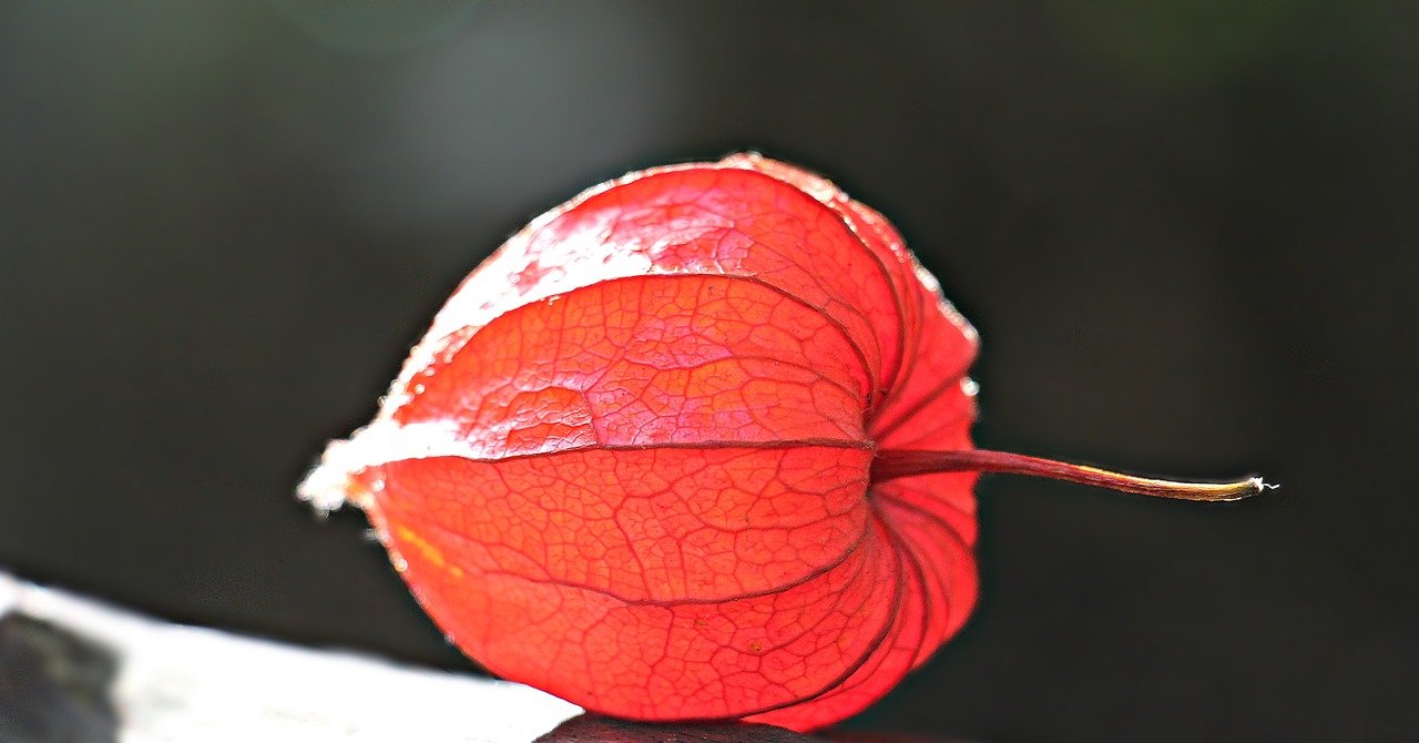 Image - lampionblume physalis alkekengi