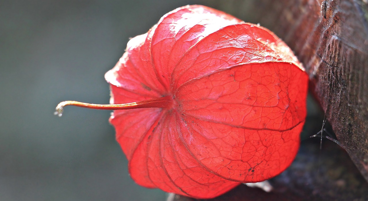 Image - lampionblume physalis alkekengi