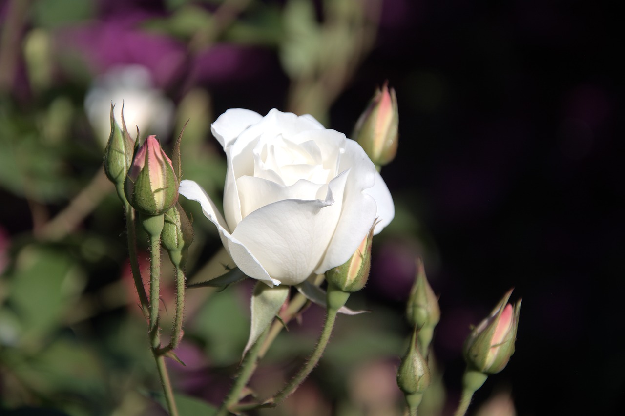 Image - iceberg white rose buds spring