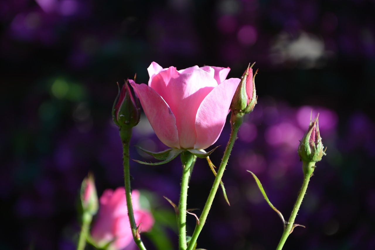 Image - iceberg pink roses buds spring