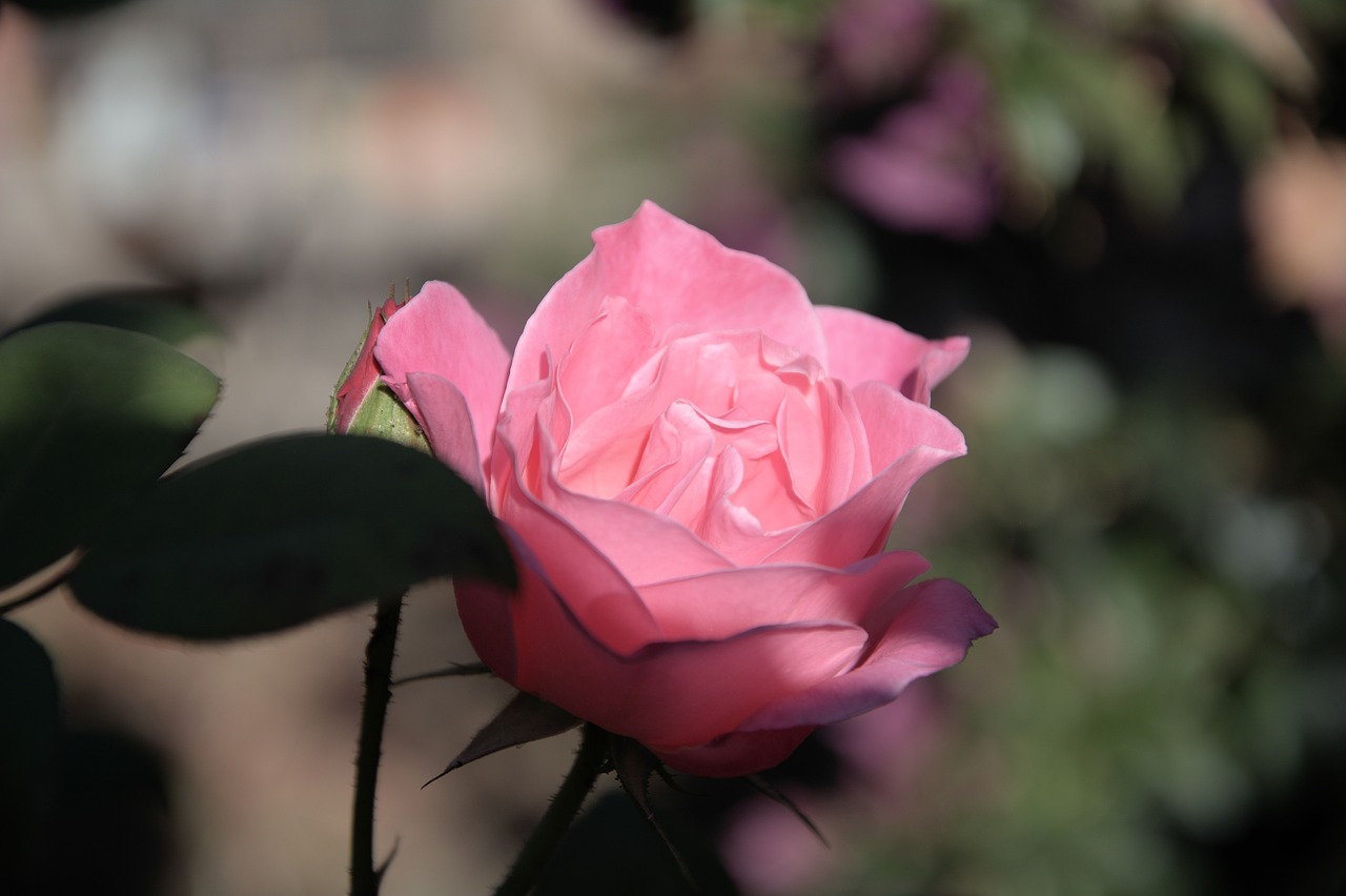 Image - iceberg pink rose fragrant pedals