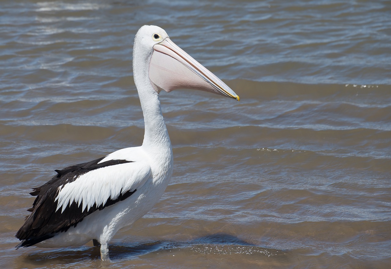 Image - australian pelican sea bird animal