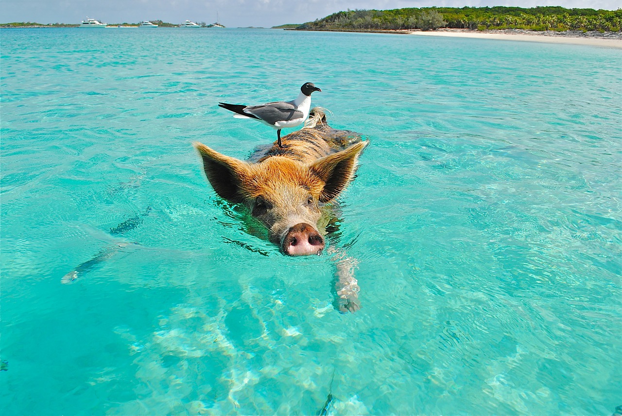 Image - staniel cay swimming pig seagull