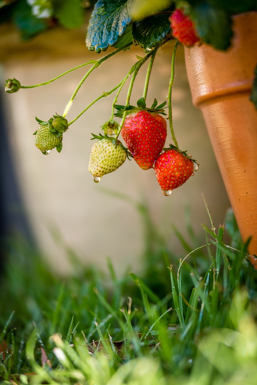 Image - health plant garden fresh