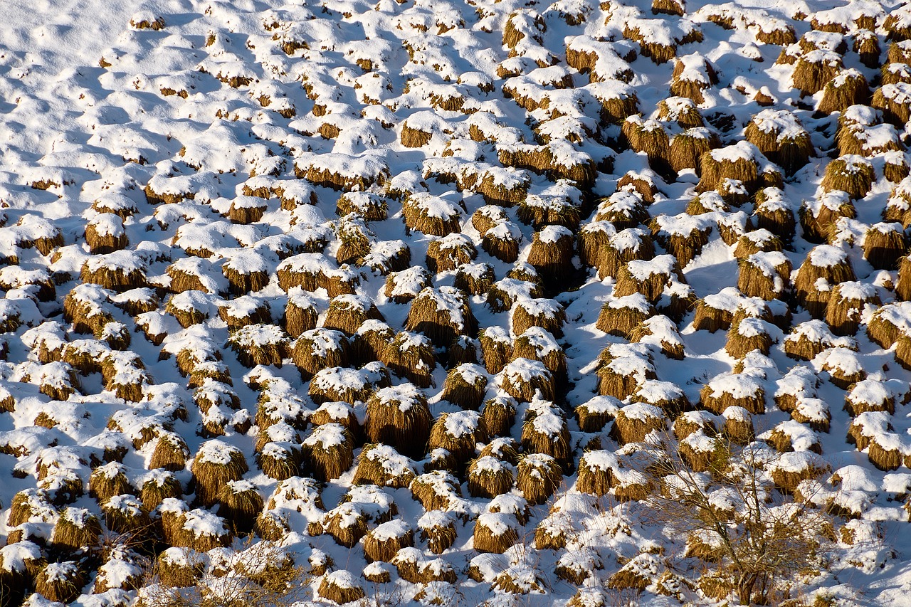 Image - snow meadow winter ground frozen