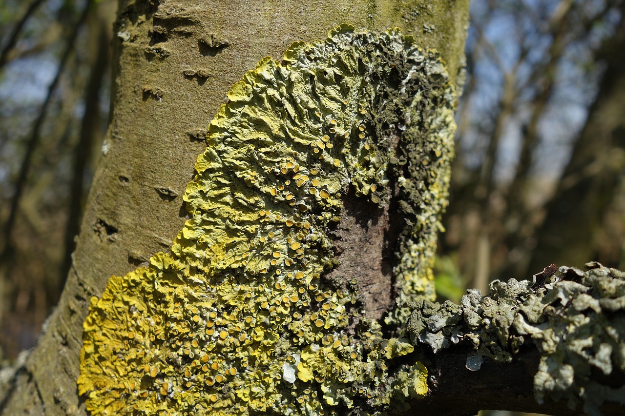 Image - lichen moss tree trunk nature