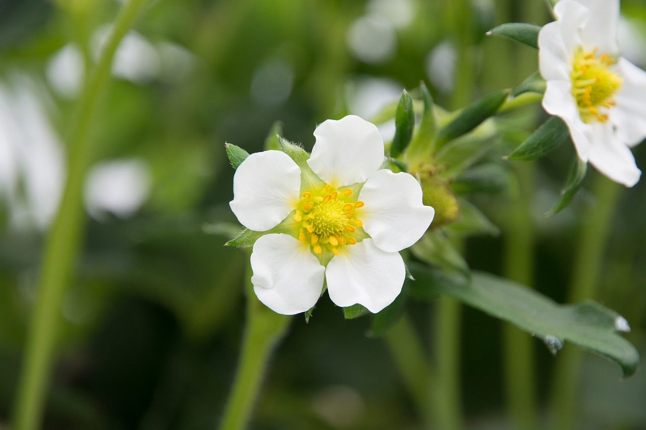 Image - strawberry flower flower green