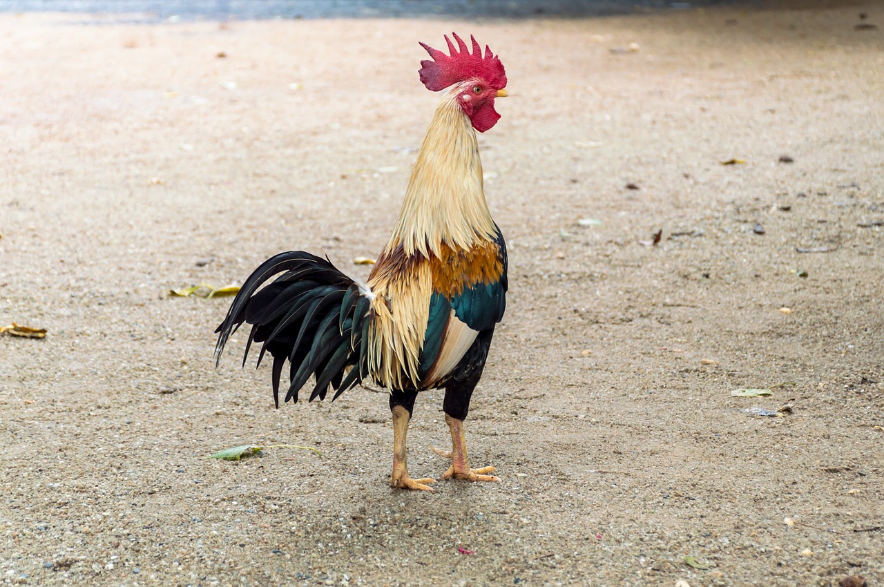 Image - chicken poultry life domestic fowl