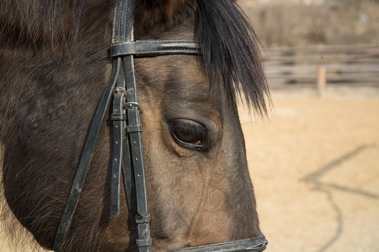 Image - animal horse eye face head brown