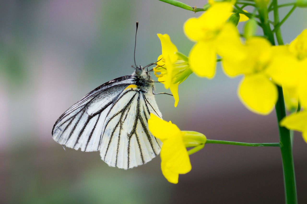 Image - butterfly eating insect outdoor