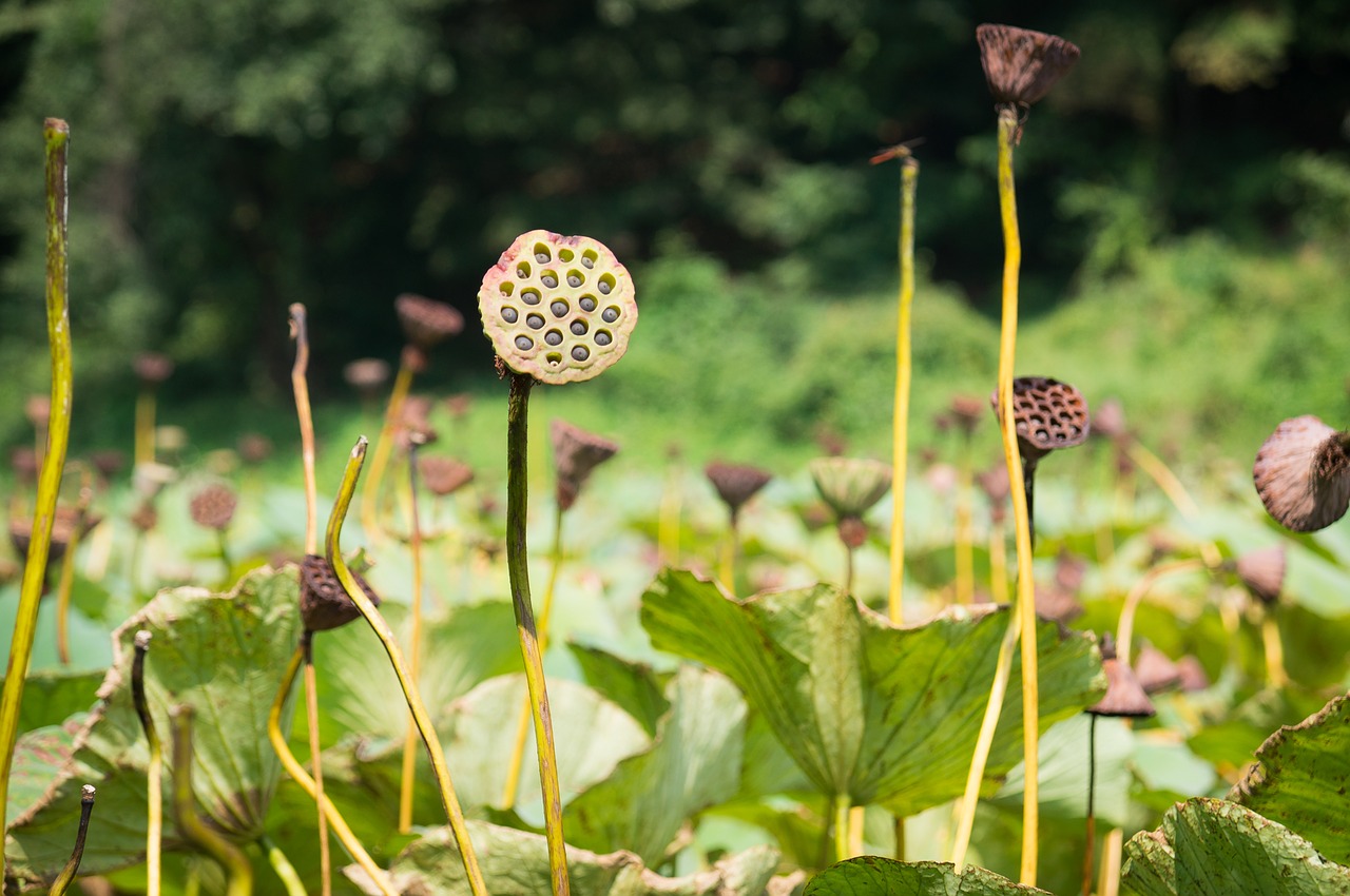 Image - lotus stem garden green submarine