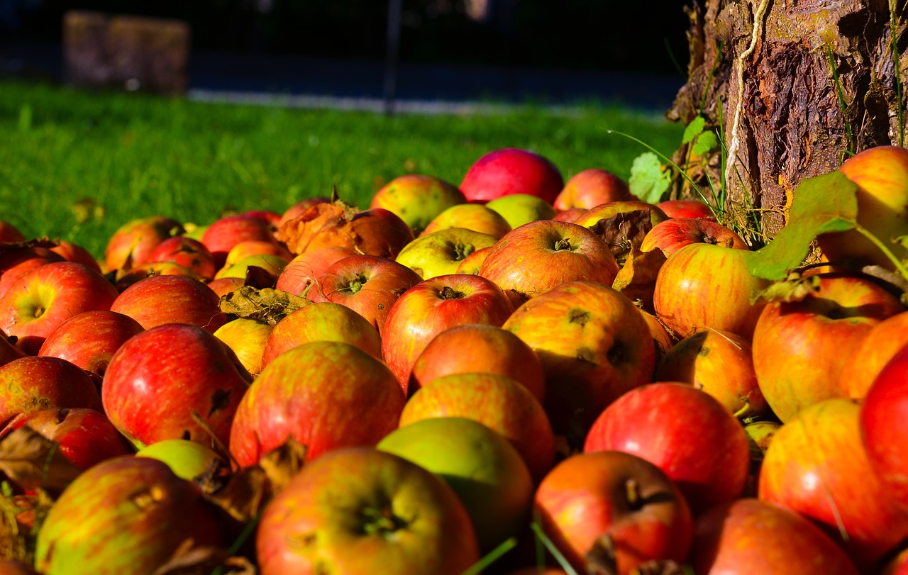 Image - apple tree apple tree fruit autumn