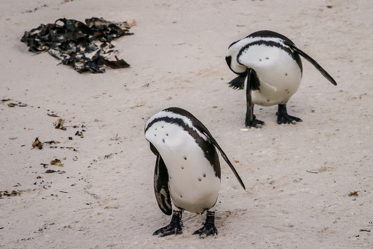 Image - penguin coordination synchronization