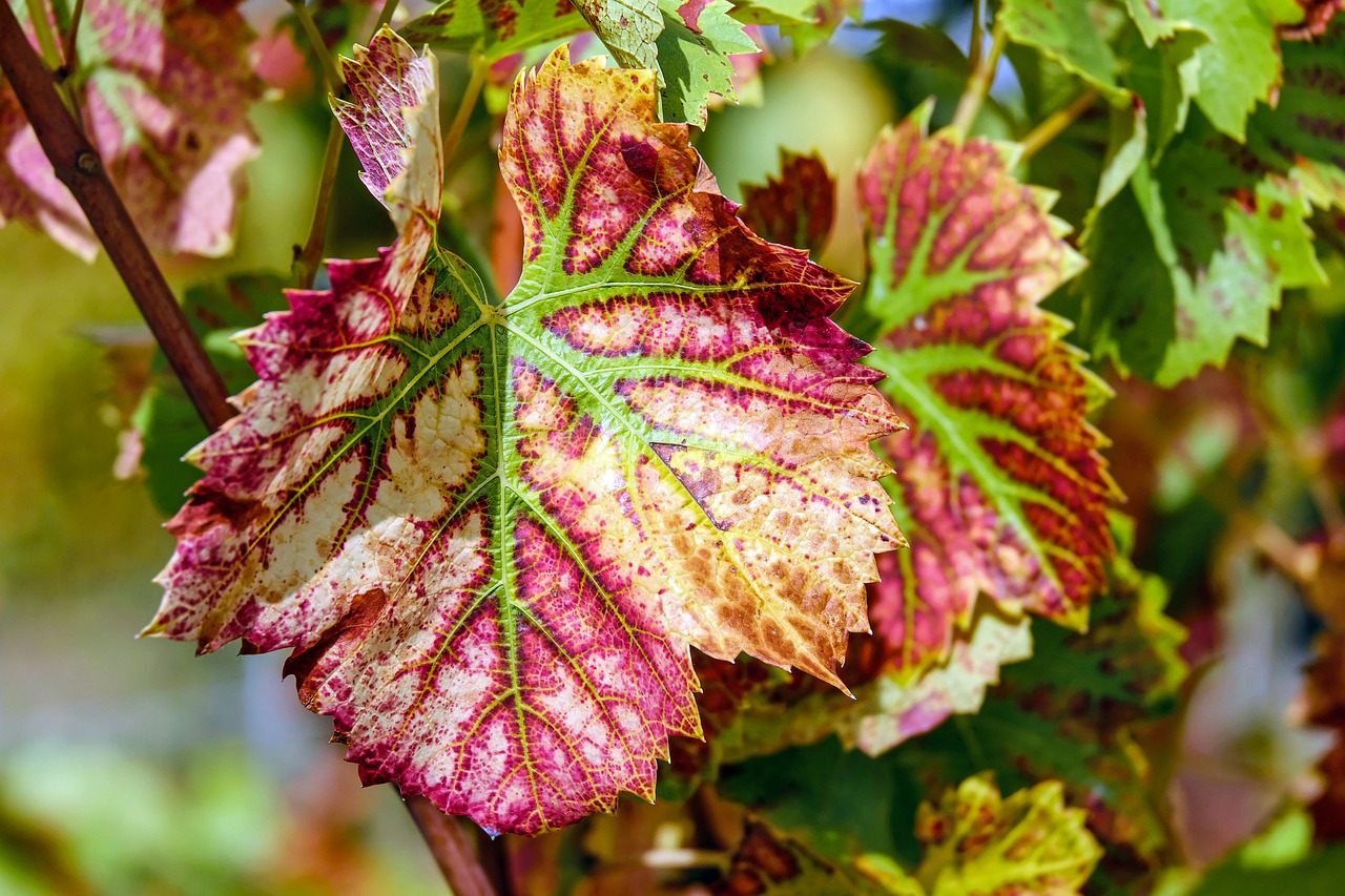 Image - wine leaf leaf color grapevine