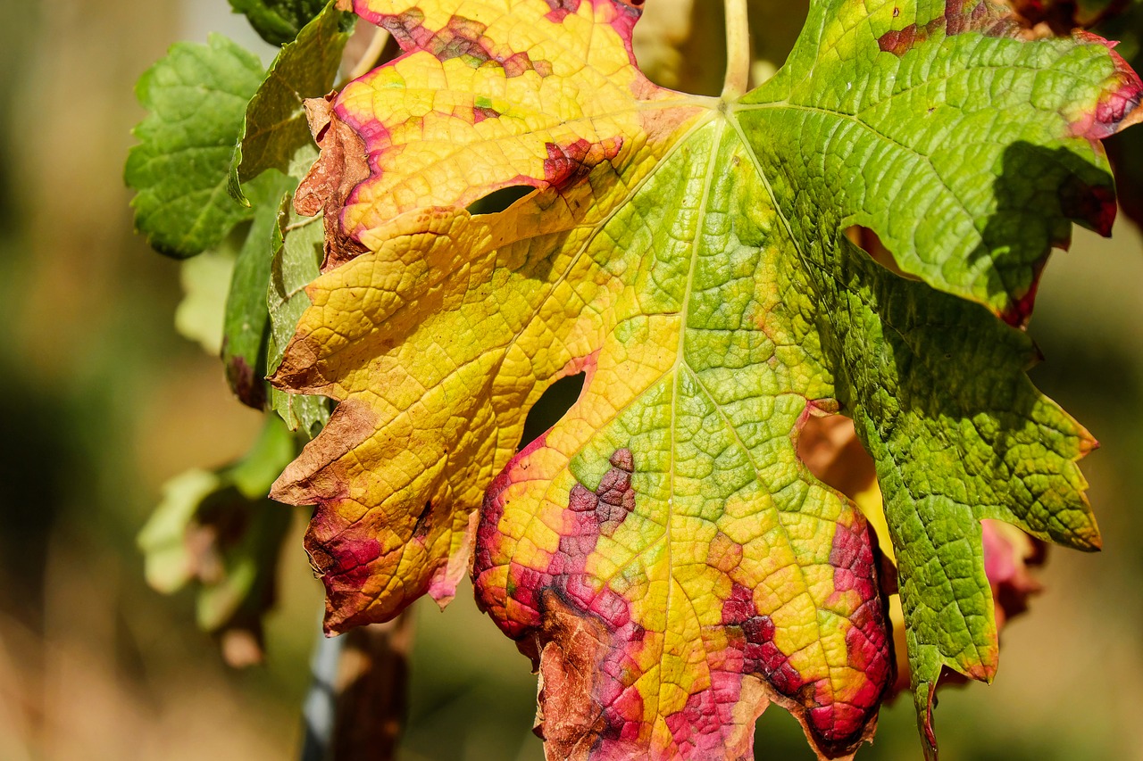 Image - wine leaf leaf color fall color