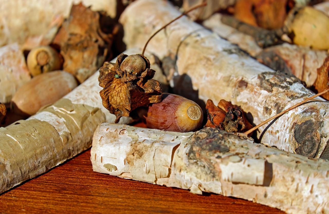 Image - acorns tree fruit fruit infected