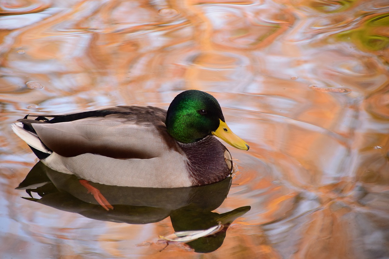 Image - duck water animal bird water bird