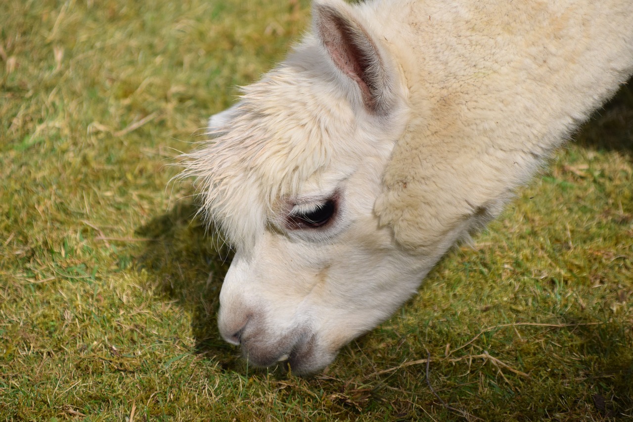 Image - alpaca head animal fluffy furry