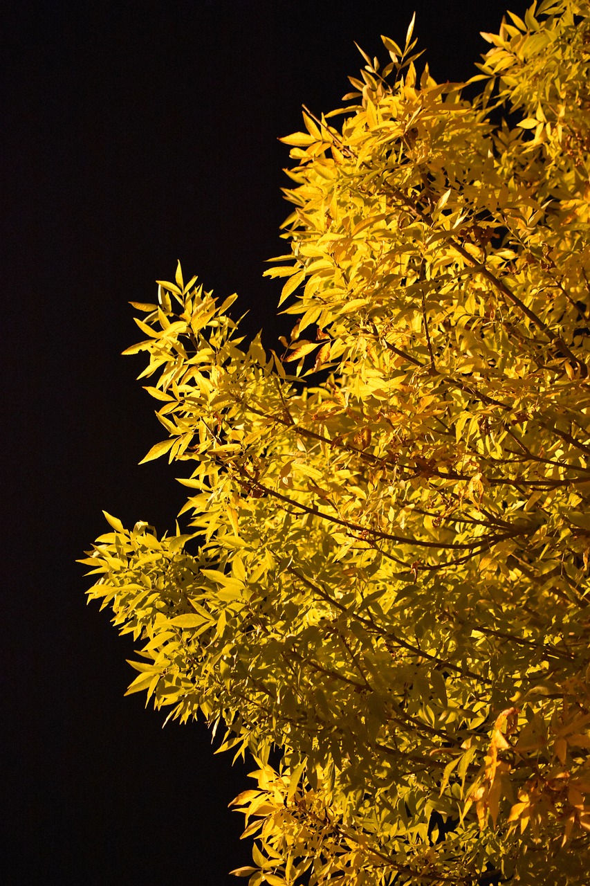 Image - autumn leaves night dark contrast