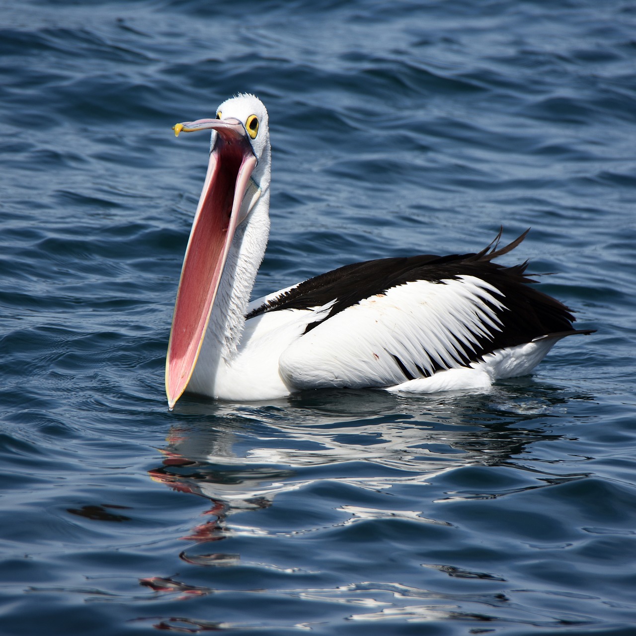 Image - pelican beak open bird water