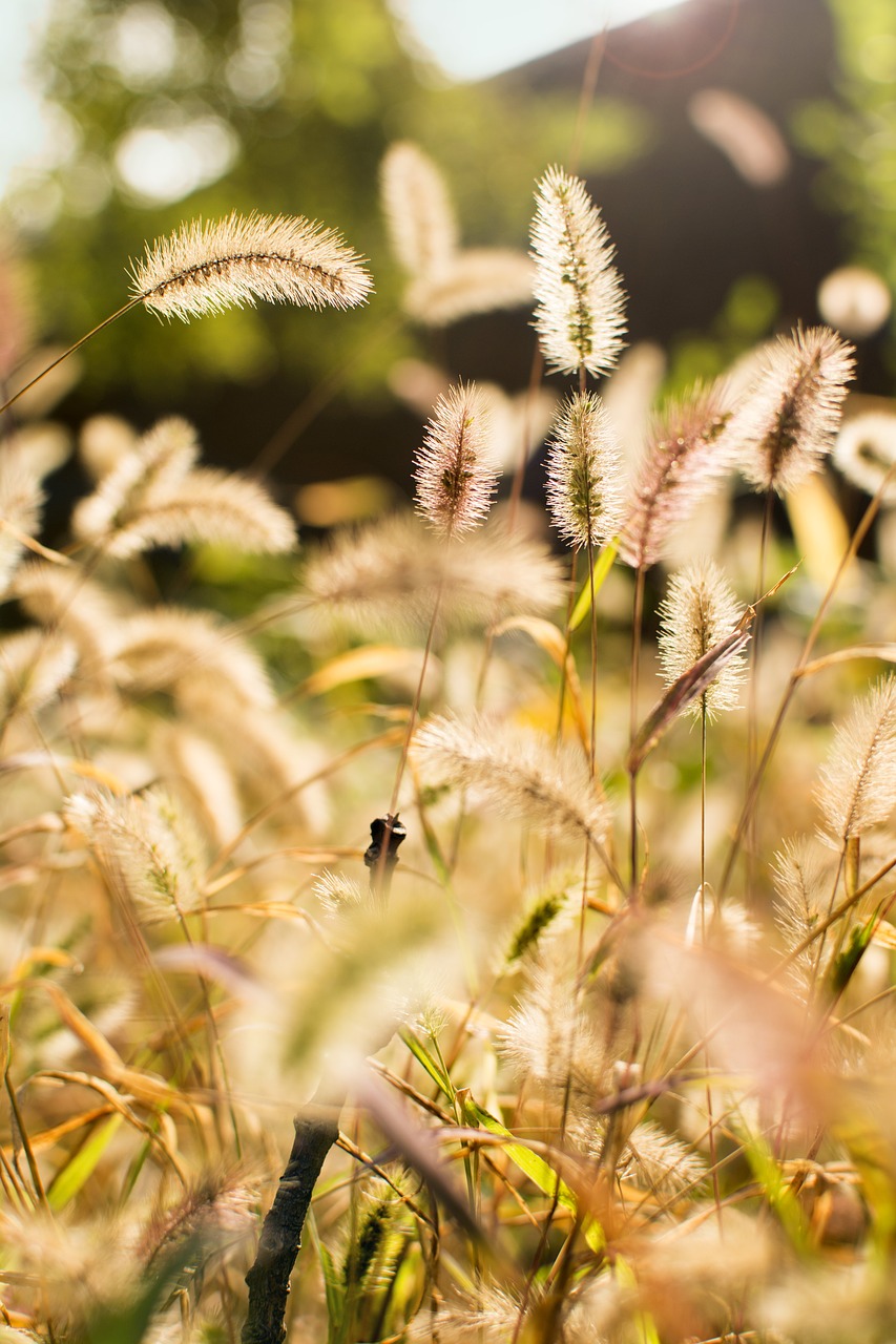 Image - setaria viridis plant sunshine