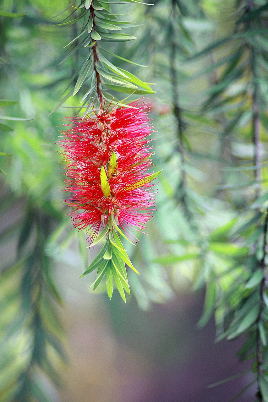 Image - flower red green nature petals