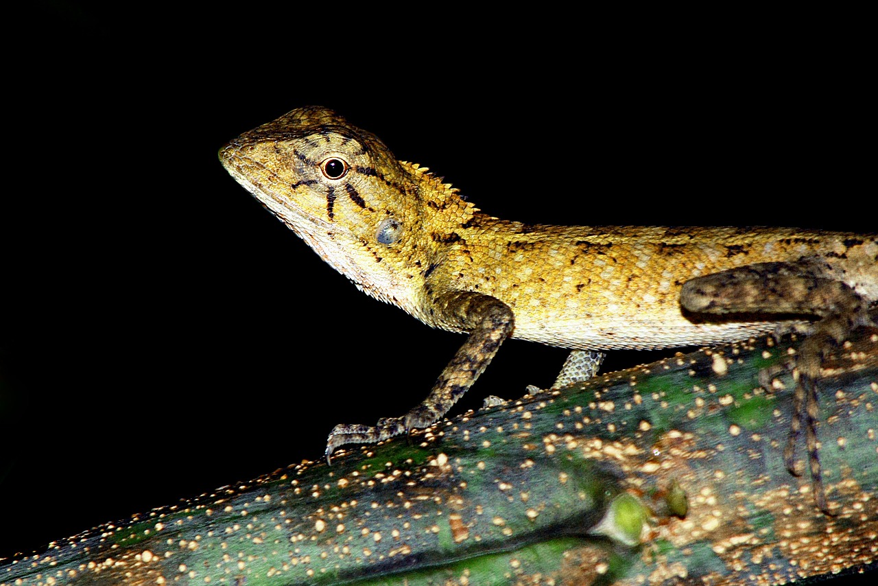 Image - reptile gecko italy vertebrate