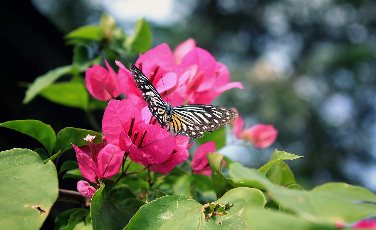 Image - flower sky summer green spring