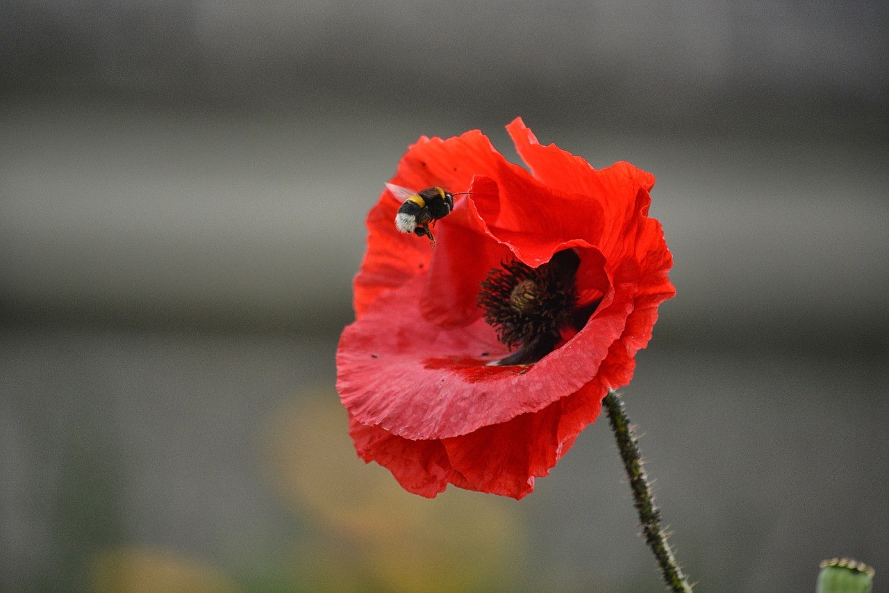 Image - poppy flower bourdon insect flora