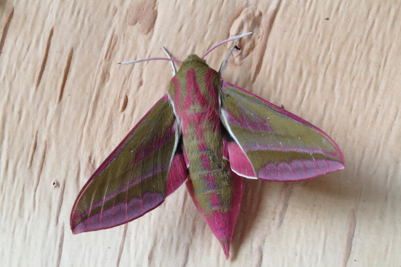 Image - moth nature insect hawk moths pink