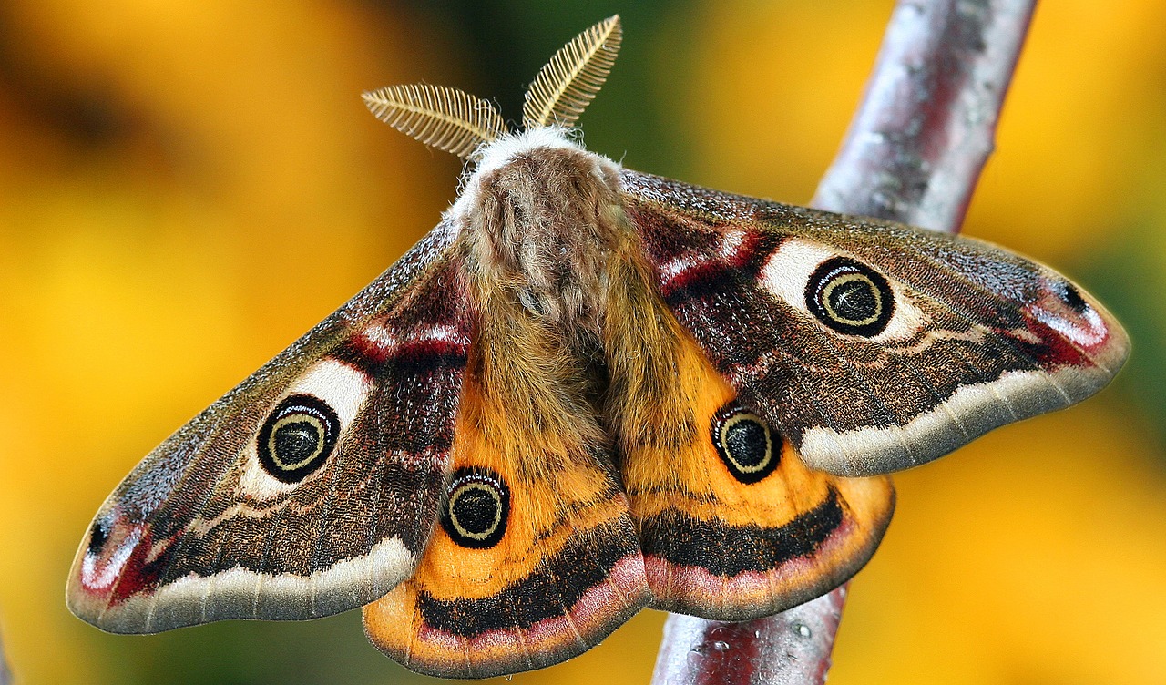 Image - moth lepidoptera insect macro uk