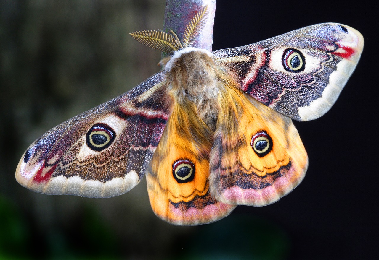 Image - moth insect lepidoptera uk macro