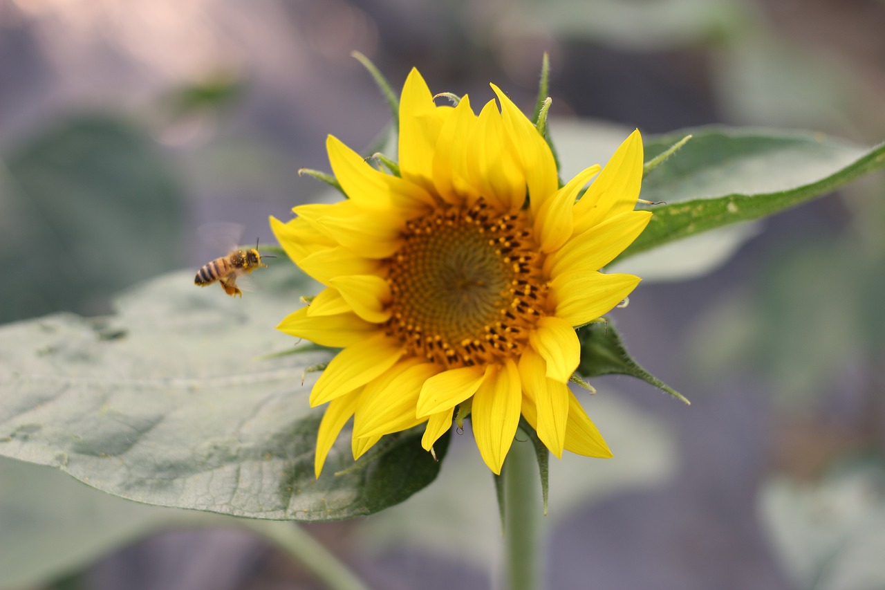 Image - sunflower green open country flower