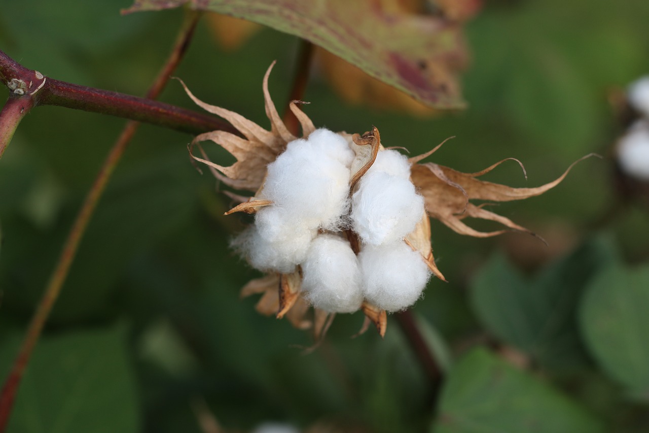 Image - cotton fruit open country flower