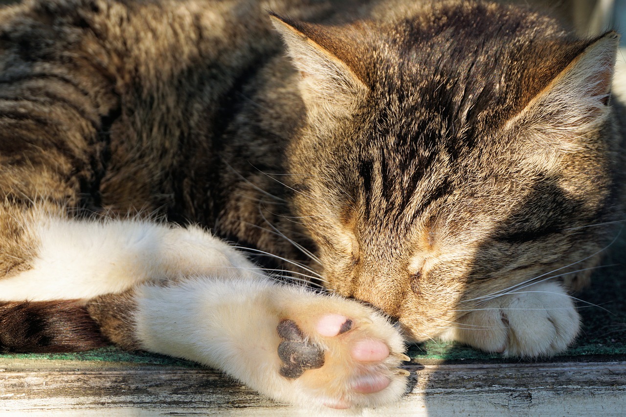 Image - cat mieze adidas animal mackerel