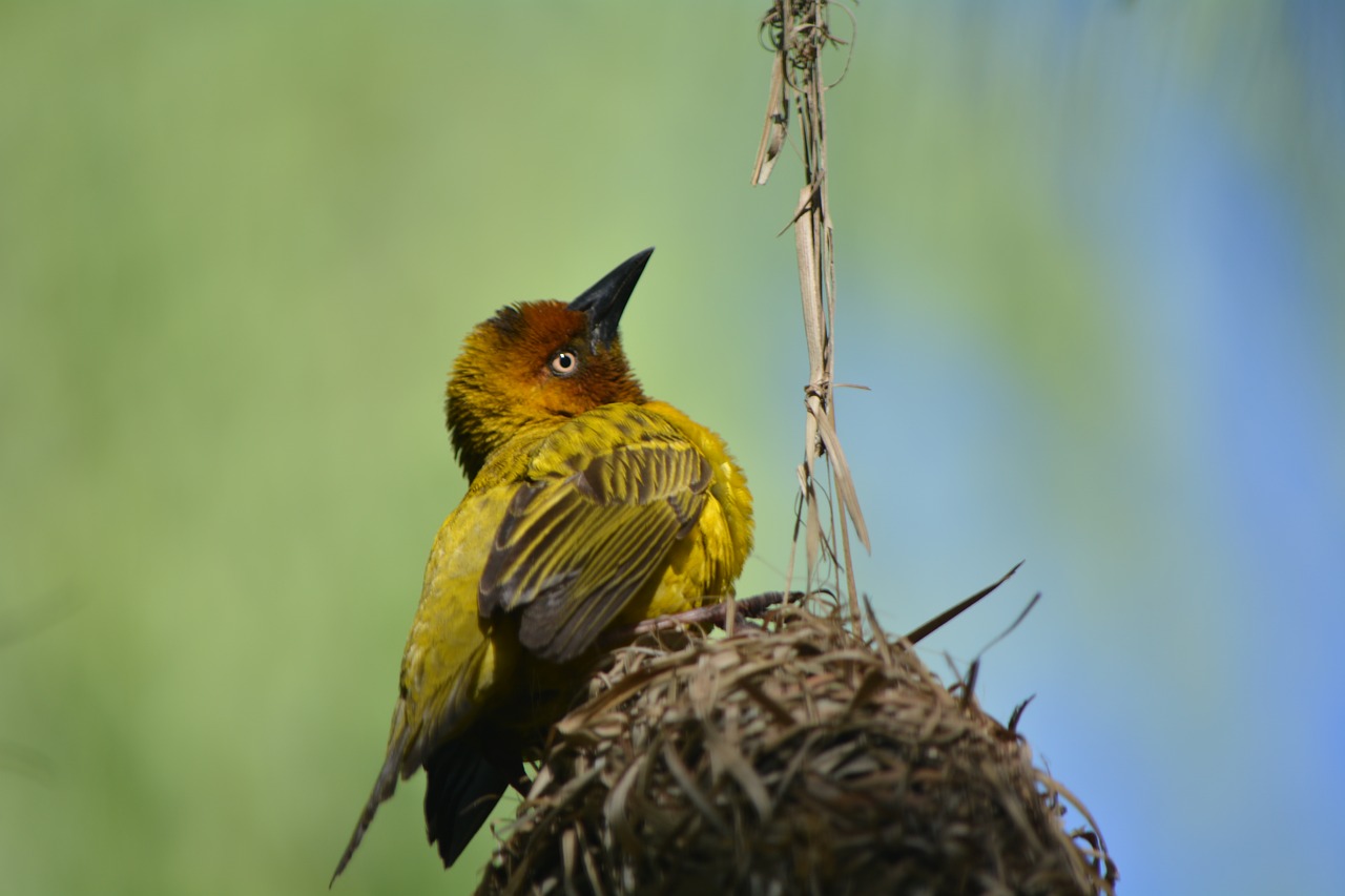 Image - finch bird nest nature feathered